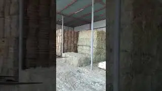 Road Grass Pakistan is Qatar which needs contact.   +97470242593