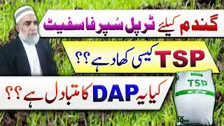 Triple Super Phosphate (TSP) Vs DAP in wheat crop || Crop Reformer