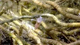 how ocean organisms taken food? difference between photosynthesis and chemosynthesis.