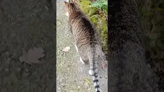 LittleKitty🐈#lol #viralvideo #funny #cat #shortvideo #trending #amazing #cute #video #animals#trend