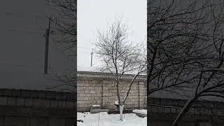 Снег и пение птиц. Snow and birds singing. #snowfall #snow #march #снег #снежок #пение #птицы #арча
