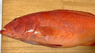 Leopard Coral Grouper | Fish Number 9
