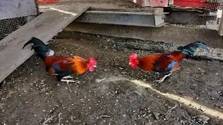Miniature roosters trying to establish rank! No animal was harmed. Regular pecking order. #chicken 