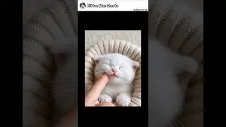 cuteness funny kitten's moments !! 😸#cat #cute #shorts