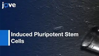 Generation: Mice Derived From Induced Pluripotent Stem Cells l Protocol Preview