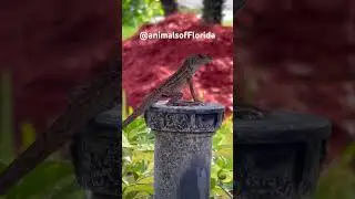 Original Content Only ! #animalsofflorida #animallover #lizard #lizardlife #lizards #lizardlove
