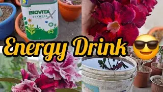Best Energy Drink / Liquid Fertilizer For Adenium Plants 😍