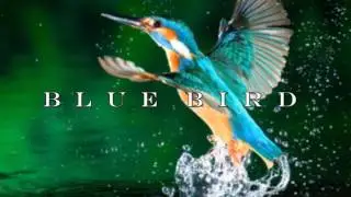 INSTRU AFROBEAT NDOMBOLO - BLUE BIRD