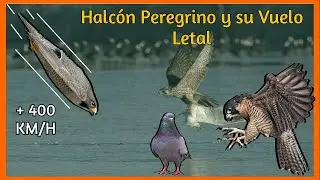 As&iacute; Caza el Halc&oacute;n Peregrino a 390 km/h: &iexcl;Impresionante!