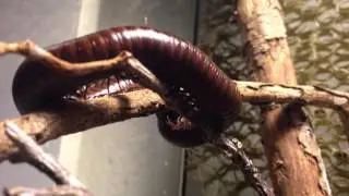 Brown Desert Millipede for Sale