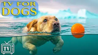 Calm Dogs Anxiety | Dog TV with Deep Calming Music for Dogs & Videos for Dogs to Keep Dogs Calming