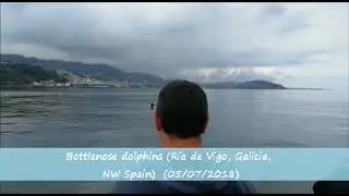 Bottlenose dolphins in Ria de Vigo, Galicia (NW Spain) - July 2018