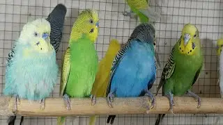 12 hour Good Morning with Joyful Budgies | Bright Parakeet Songs for a Fresh, Positive Morning