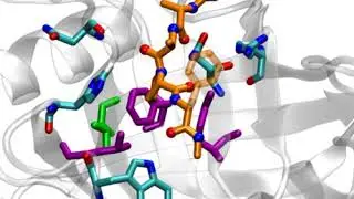 Fast dynamics of the active site of Cyclophilin S99T mutant in complex with a peptide substrate