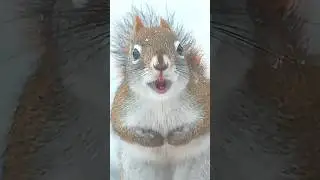 Tiny Squirrel, BIG Attitude