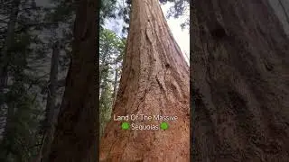 #simply #amazing #majestic #and #magic #forest