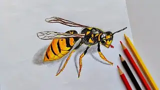 Wasp Drawing || Yellow Hornet Pencil Colour Drawing