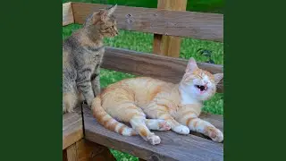Cats Dream Serene Melodies