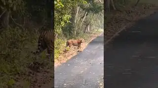 #tiger #angrytiger बरेली,फतेहगंज रबर फैक्ट्री मे एक बार फिर से देखा गया tiger 🐯🐯 लोगों मे फैली दहसत