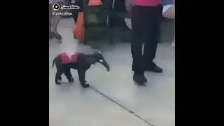 Cutest Funny Baby Elephant 🐘🐘🐘🐘🐘🐘😍😂😂😂😅😅