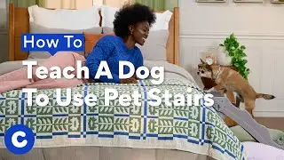 How To Teach A Dog To Use Pet Stairs | Chewtorials
