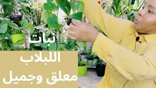 السر وراء جمال نبات البوثس في مجموعتي 🪴🌿