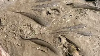 Unique Mud Fishing Video।। & Catch Snakehead Fish and Catfish Form Mud in Small Pond