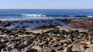 4K Relaxing ocean waves and Sea Lion's barking sounds deep sleep, white noise, meditation