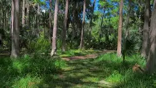 4D PRODUCTIONS WALKING AMONGST PINE TREES PALM TREES TO DIRT PATH