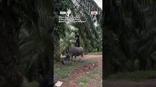 When Hearts Connect: A Boy and His Buffalo, Bound by Trust and Respect