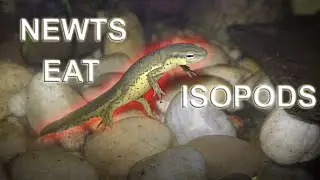 Newts Eat Isopods