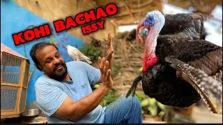 TURKEY BIRD 🦃 NY PAPA PAR ATTACK 😱 KARDIYA II YE KONSA AIRPLANE ✈️ HY 🤔 PAKISTAN KY HALAT KHARAB😱