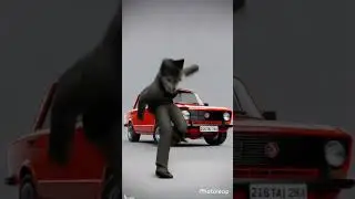 #animals #wolf #wolflove #furry #wolfs #wolfe #cute #furries #wolflover #funny