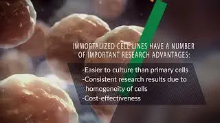 Immortalized Cell Lines