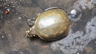 এসো বন্ধু গড়ে তুলি