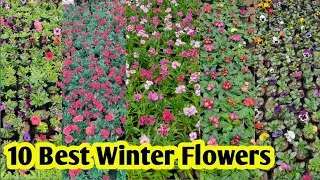Best 10+ Winter Flowering Plants || सर्दियों में लगाएं ये सुंदर फूल || Plants World