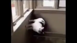 c-moon cat | revamped