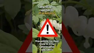 Lamprocapnos spectabilis care Precautions