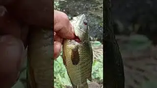 Ngebolan di rawa straek bertubi tubi 