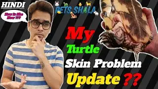 turtle skin problem hindi | turtles skin disease recovery | red skin problem in turtles #petsshala