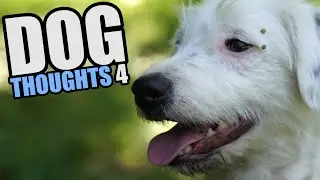 DOG THOUGHTS 4