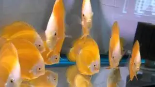 Lemon Yellow Discus Fish
