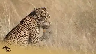Leopard Hunts Wild Cat Then Goes Fishing