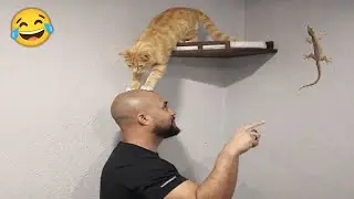 When Your Cat Thinks Your Head Is a Staircase