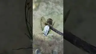 Mating Cicadas