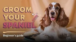 Groom Your Cocker Spaniel Like a PRO! (Beginner-Friendly)