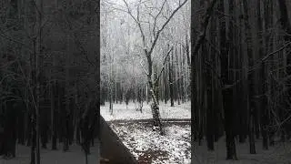 Пущинские пейзажи. Пущино, первый снег 2025, зеленая зона. #пущино #city #nature #music #топ