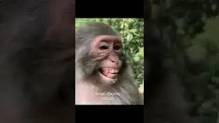 Same Smile as My Brother😂🤣🔥#smilingmonkey #monkey