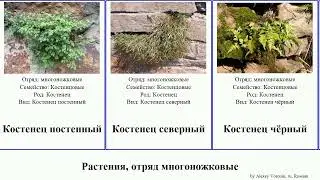 Растения, отряд многоножковые костенец щитовник платицериум обыкновенный plants Вудсия Голокучник