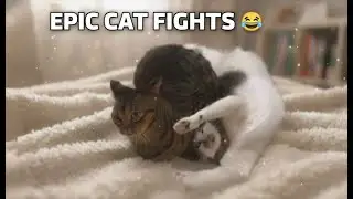 Unstoppable Paws: When Cats Stop Playing and Start Fighting😼🤣